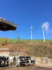 Windmills over cows